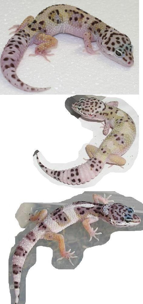 에니그마 이미지