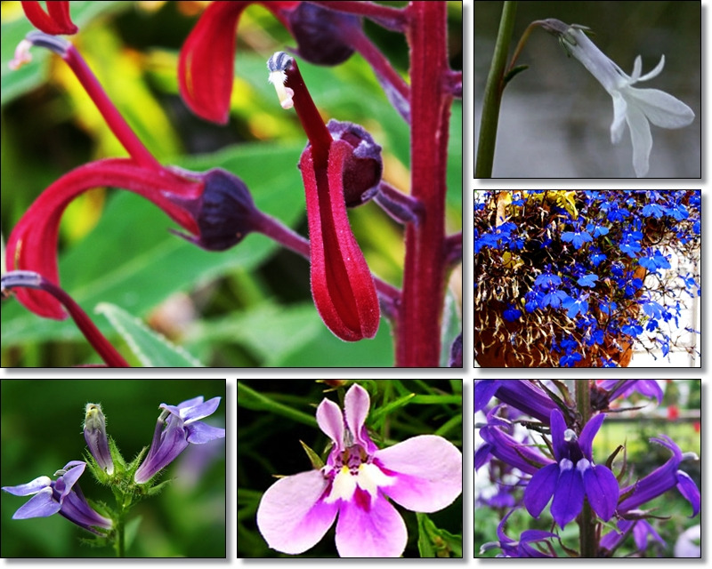 로벨리아(lobelia) 이미지